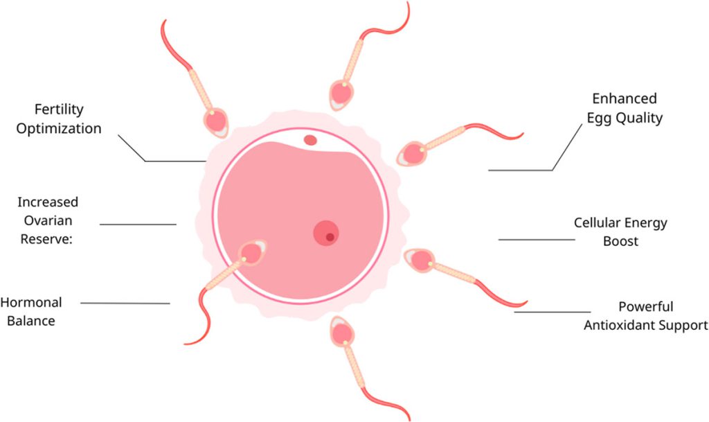Multiple sperms trying to fertilize egg
