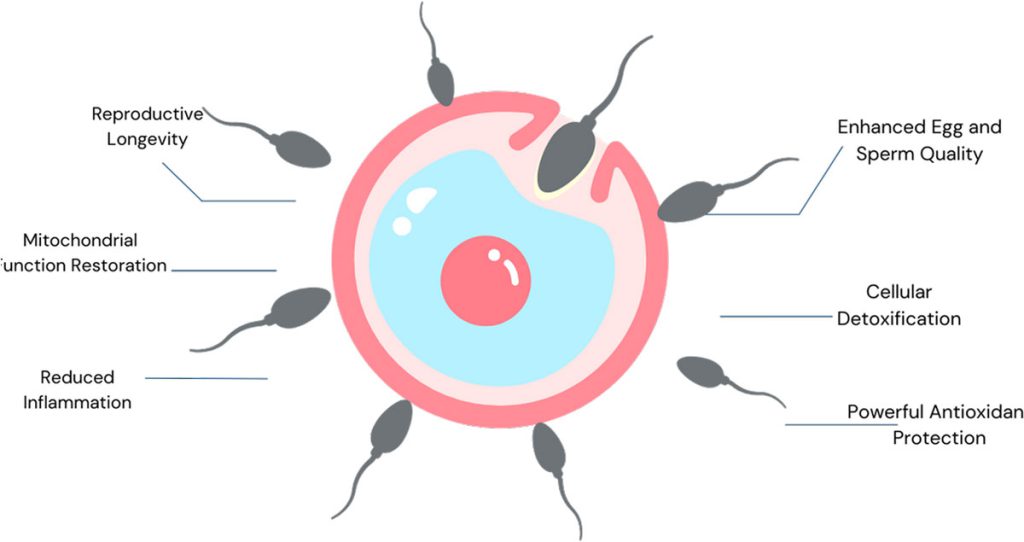 Sperm fertilizing egg