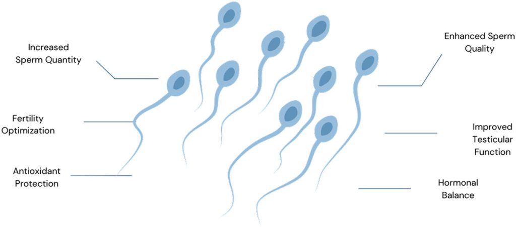 Sperm