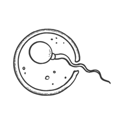 sperm fertilizing egg