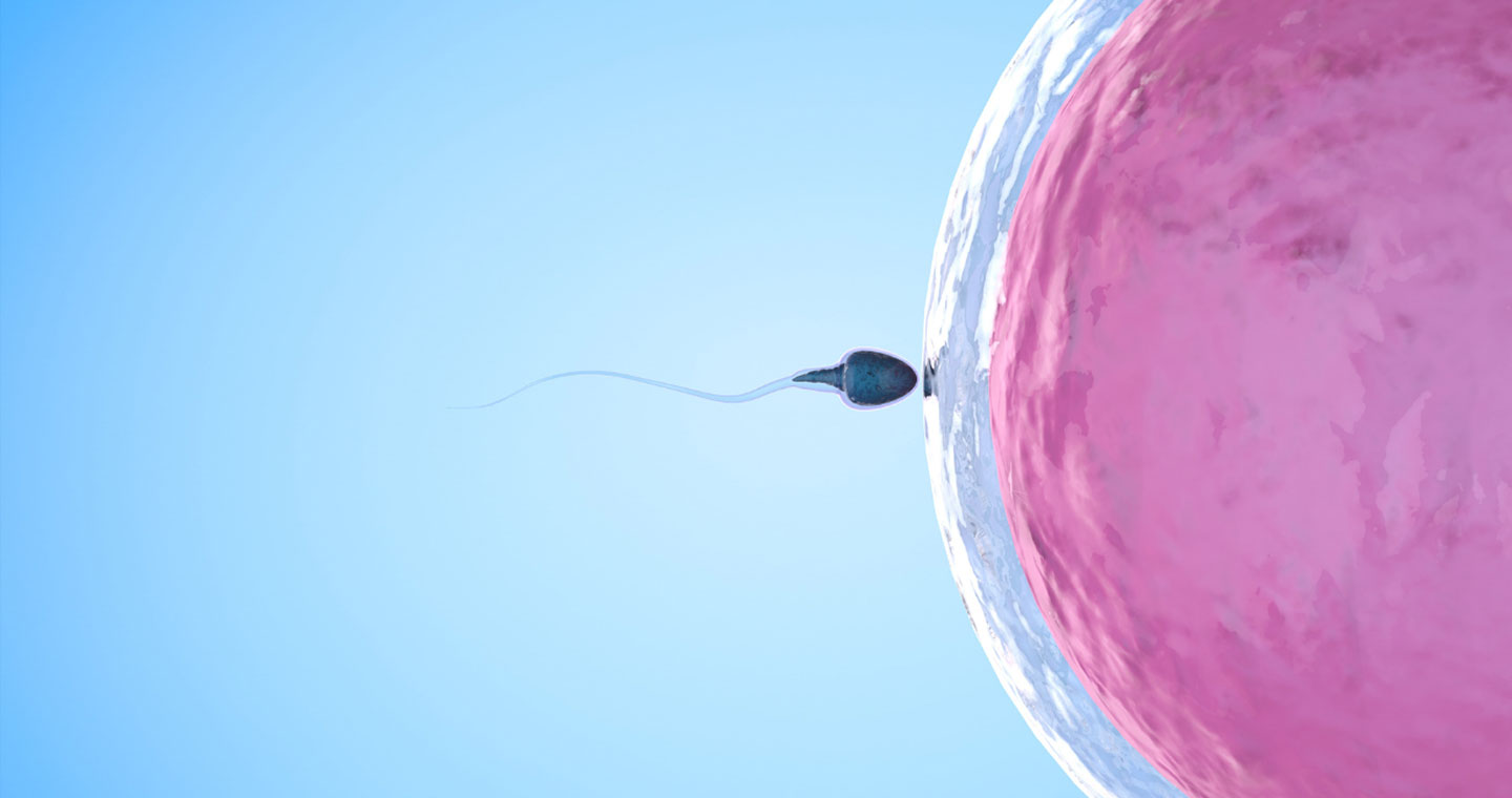 sperm fertilizing egg