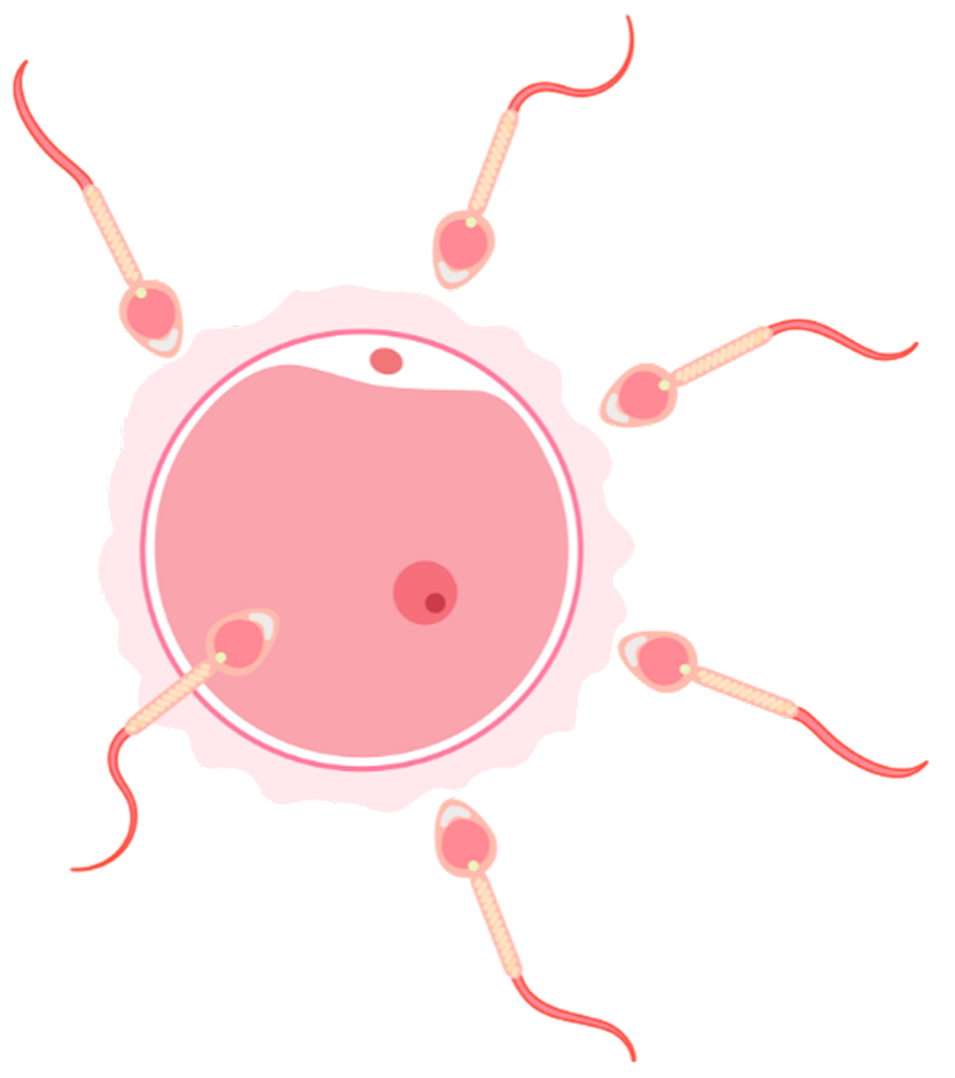 sperm fertilizing egg