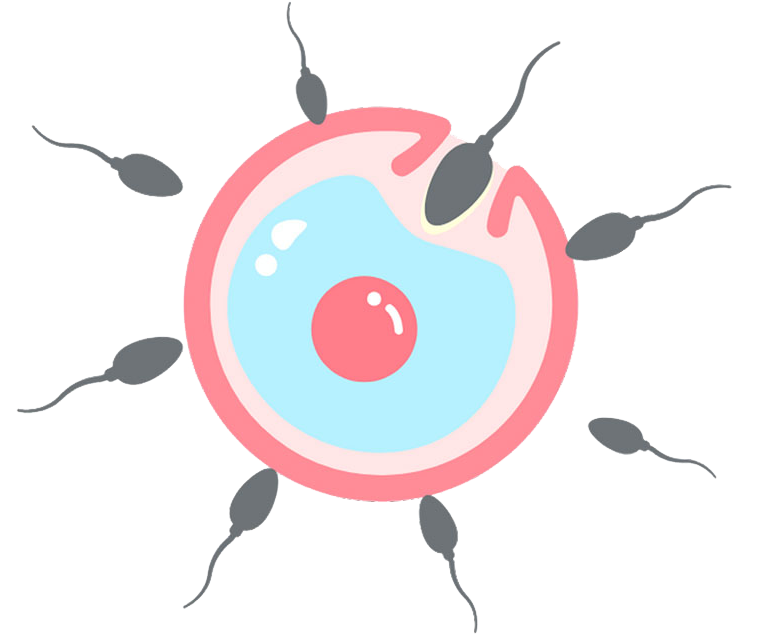 sperm fertilizing egg