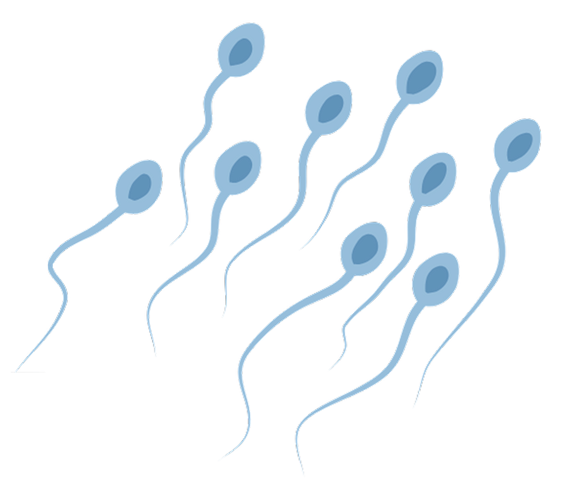sperm