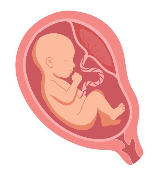 baby in a womb